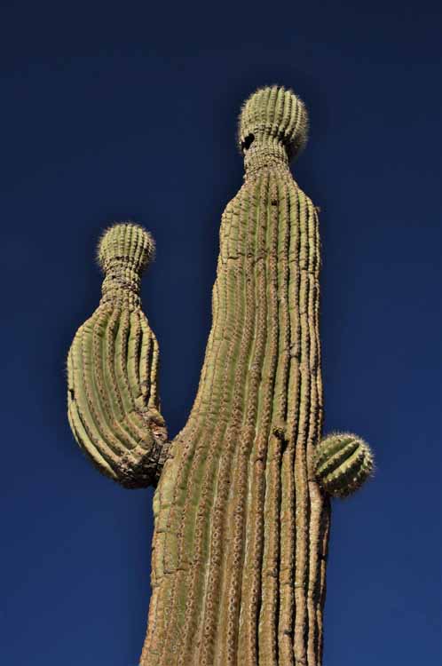 saguaro replant